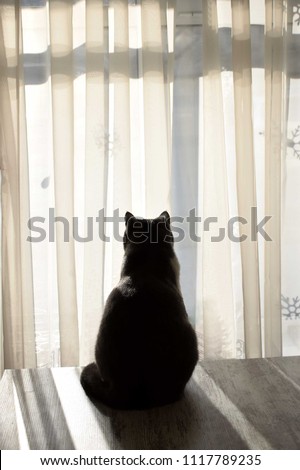 silhoutte of a cat looking outside a window