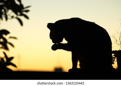 Silhoutte Of A Cat To Sunset