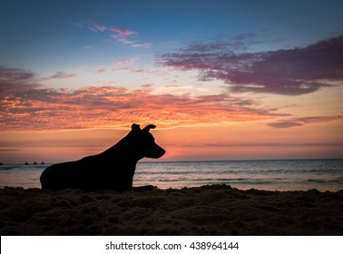 Silhoutte Of A Dog At Sunset On A Beach