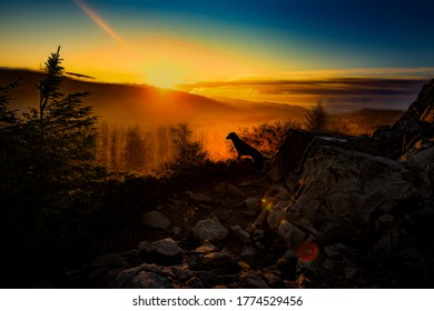 Silhoutte Of A Dog Watching The Sunrise