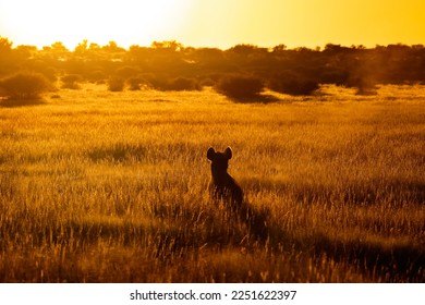 Silhoutte hyaena in morning golden light