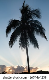 Silhoutte Of A Palm Tree On The Background Of Sunset Sky