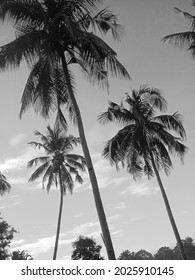 Silhoutte Of Palm Tree When See The Clouds Sky