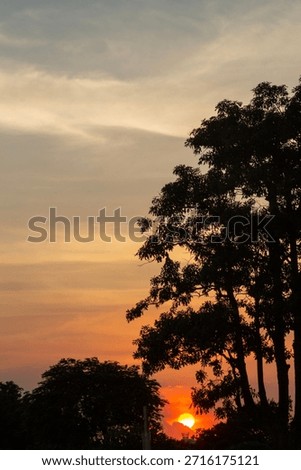 silhouttes of trees at sunset