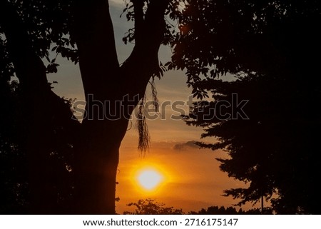 silhouttes of trees at sunset