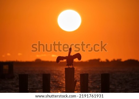 Silhuette of lonely pelican bird with spread wings on top wooden fence pole against bright orange sunset sky over lake water and big setting sun
