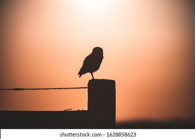 Silhuette of an owl in sunset