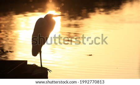 Silhuette of a waterbird beside a lake