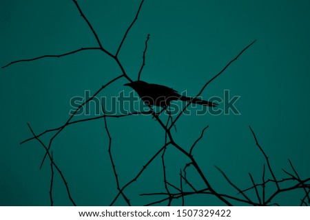 Similar – Image, Stock Photo COMPETITION Bird Starling