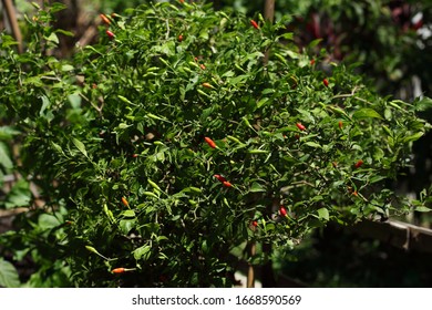 Siling Labuyo Wild Chili Medium Depth Of Field 