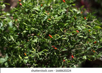 Siling Labuyo Wild Chilies Taken With A Shallow Depth Of Field 