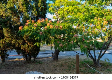 Silk Albicia Is A Beautiful Medicinal Tree. Used For Digestive Disorders, Gastralgia, Insomnia, Hemorrhoids, Soft Tissue Injuries And As An Anthelmintic Agent.