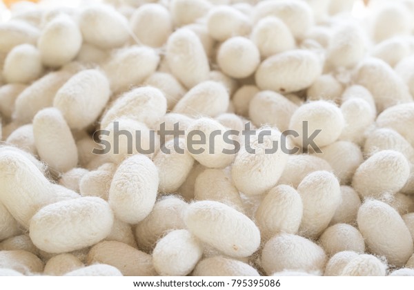 Silk cocoon the commercially bred caterpillar\
of the domesticated silkworm moth, which spins a silk cocoon that\
is processed to yield silk\
fiber.