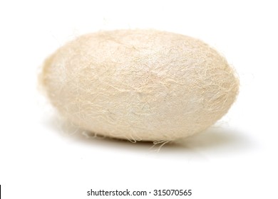  Silk Cocoon On White Background