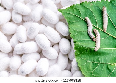 Silk Cocoon With Pupa On Leaf Mulberry In Farm