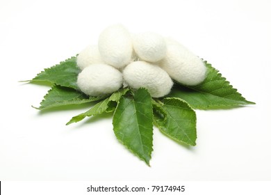 Silk Cocoons On Green Mulberry Leaf