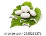 silk cocoons and silkworm larvae on mulberry leaves.
