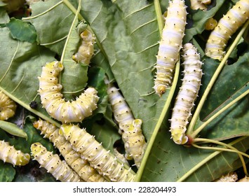 3,150 Mulberry silk cocoons Images, Stock Photos & Vectors | Shutterstock