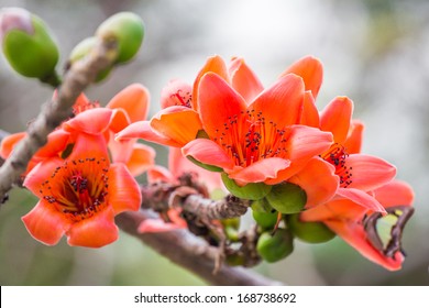 Silk Cotton Tree Flower Hd Stock Images Shutterstock