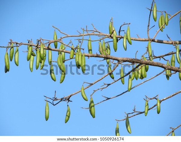 Silk Cotton Tree Seed Found Kerala Stock Photo Edit Now