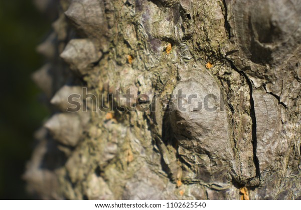 Silk Floss Tree Bark Stock Photo Edit Now