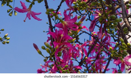 Silk Floss Tree Ceiba Speciosa Formerly Stock Photo 1516563317 ...