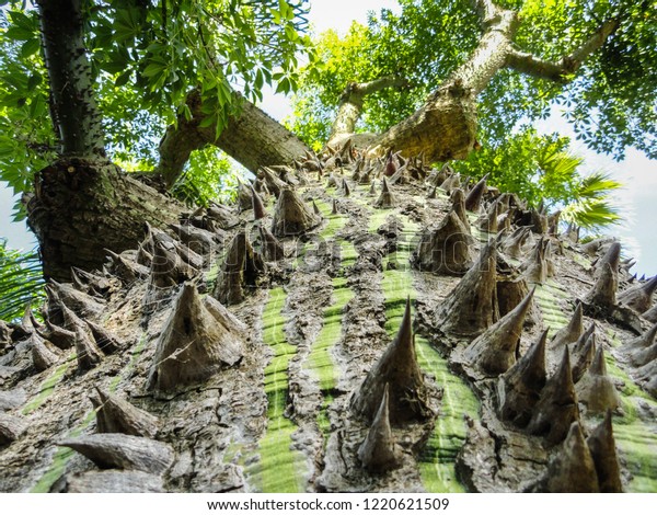 Silk Floss Tree Ceiba Speciosa Bark Stock Photo Edit Now