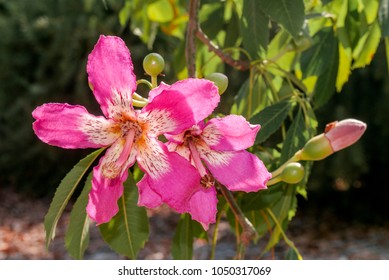 Chorisia Speciosa High Res Stock Images Shutterstock