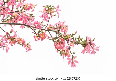 White Floss Silk Tree Hd Stock Images Shutterstock