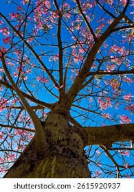 Silk floss tree, view from below with pink flowers blooming against a vibrant blue sky, selective focus
