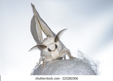 Silk Moth