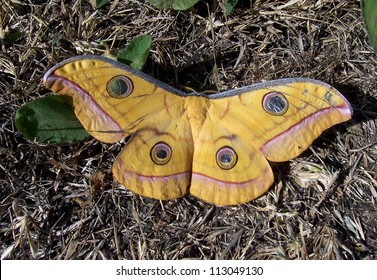 Silk Moth ,Isolated Butterflies