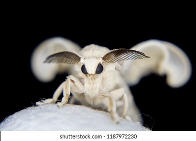 Silk Moth New Born 