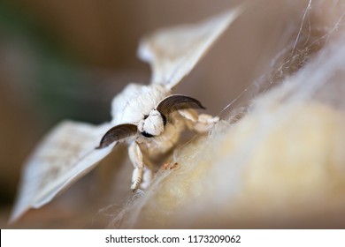 Silk Moth On Silk Cocoon