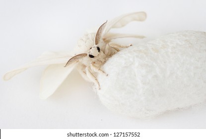 Silk Moth On Silk Cocoon