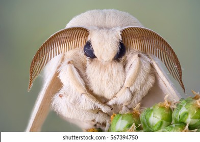 Moth Antennae Images Stock Photos Vectors Shutterstock