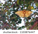 Silk moth in tree