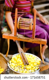 Silk Production Process, Silkworm From Egg To Worm