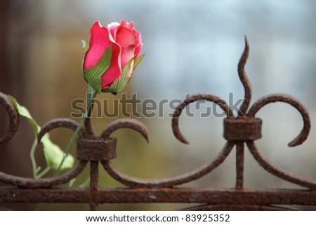 silk rose on rusted fence in cemetery