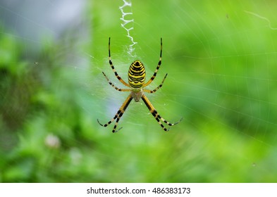 A Silk Spider