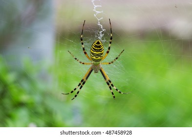 A Silk Spider