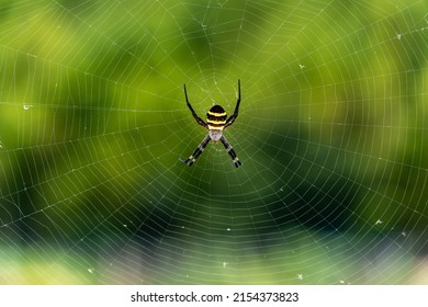 silk spider - Nephila clavata - is a waiting for its prey in spiderweb.