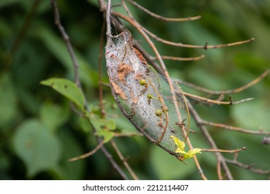 Silk Web Of The Apple Ermine Moth, Also Called Yponomeuta Malinellus Or Apfel Gespinstmotte