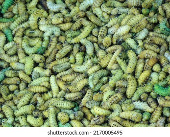 Silk Worm On Sale For Traditional Food In Weekly Local Market, Nagaland, Northeast India.