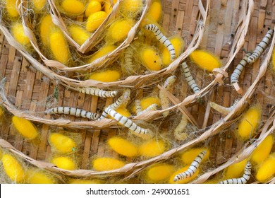 Silk Worms Nest In Bamboo Basket