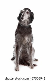 Silken Windhound Front White Background Stock Photo 87503941 | Shutterstock