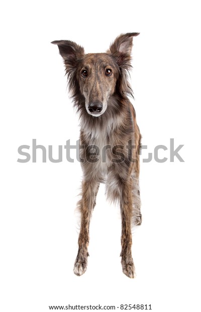 Silken Windhound Front White Background Stock Photo Edit Now