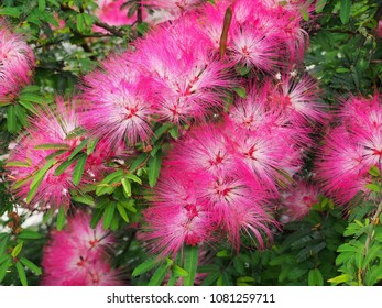 Silktree Albizzia Flower High Res Stock Images Shutterstock