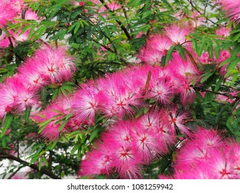 Silktree Albizzia Flower High Res Stock Images Shutterstock