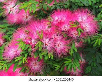 Silktree Albizzia Flower High Res Stock Images Shutterstock